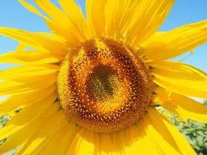 sun-flower-1521852_1920